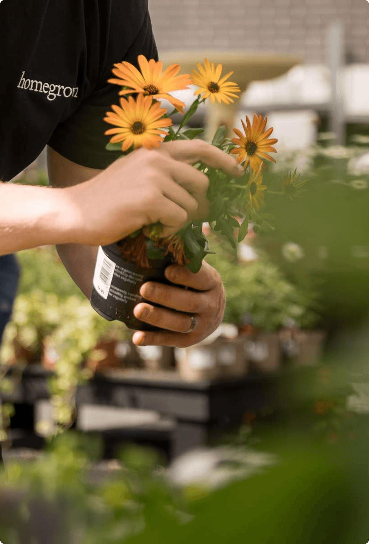 Garden center employee in a Homegrown shirt handling a pot of orange flowers among greenhouse plant displays
