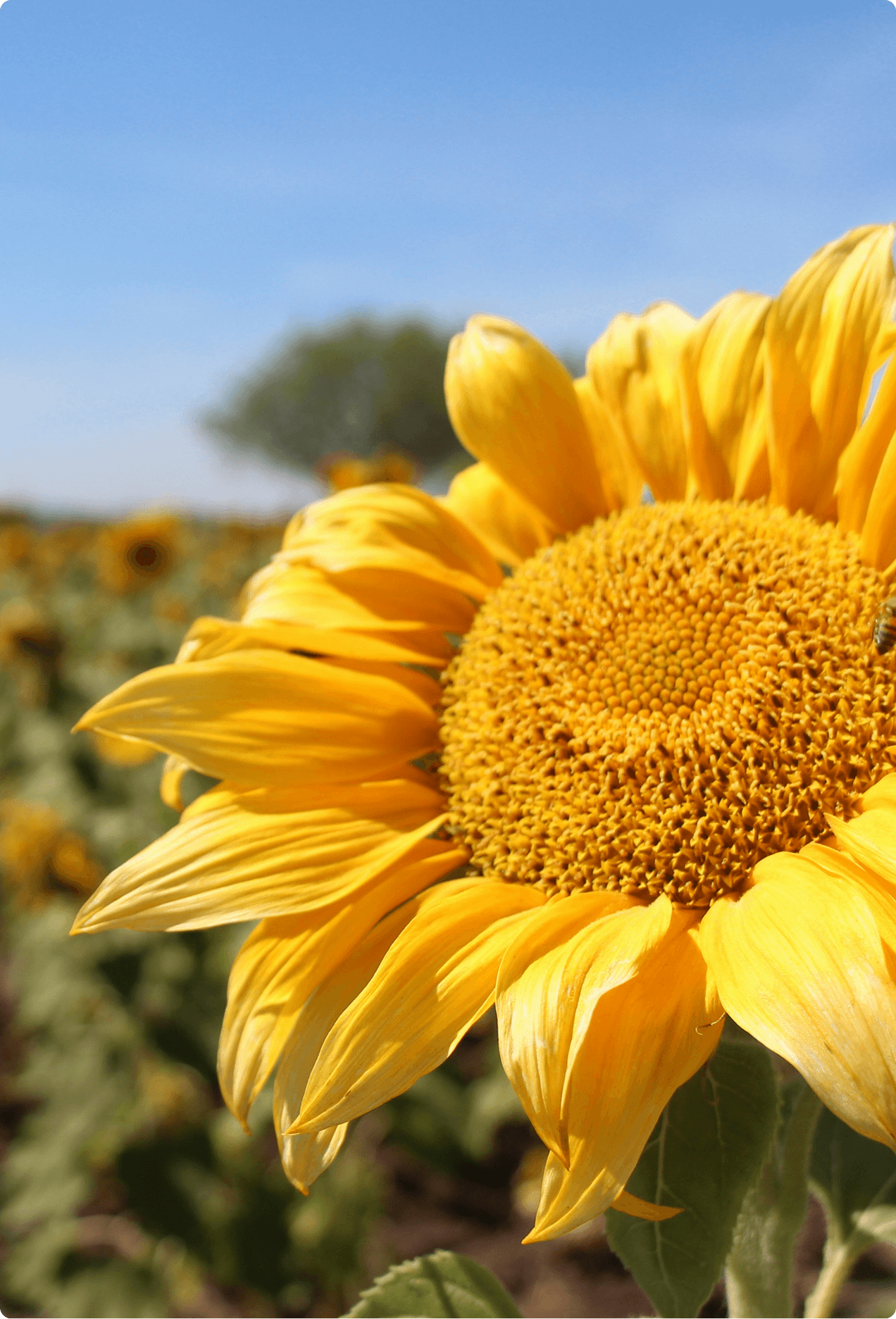 Large sunflower in full bloom in a sunlit field, with rows of sunflowers blurred in the background under a clear blue sky