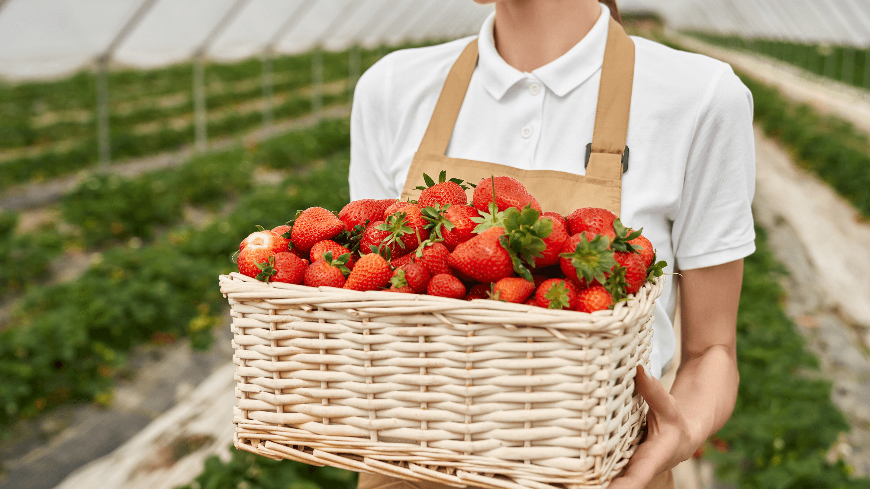 Greenhouse worker in a white apron holding a full wicker basket of freshly harvested red strawberries in a growing facility