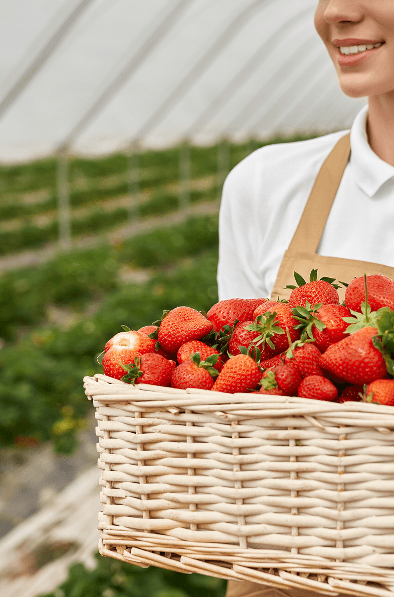 Smiling greenhouse worker holding a heaping wicker basket of ripe red strawberries inside a sun-lit growing facility